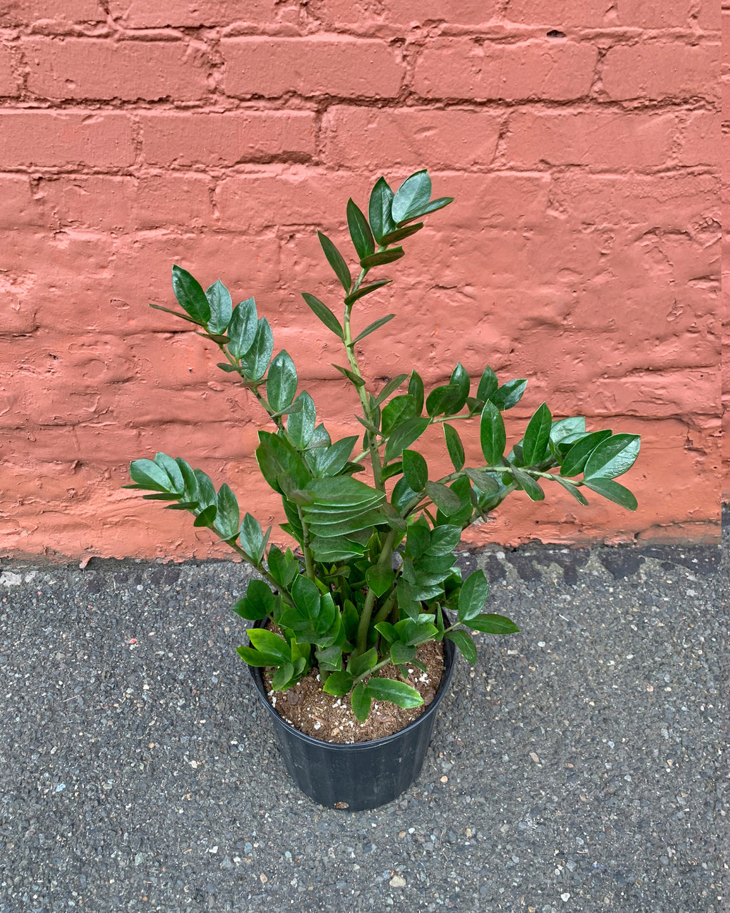 big zz plant ZZ Plant Zamioculcas Zamiifolia – Hammer + Vine