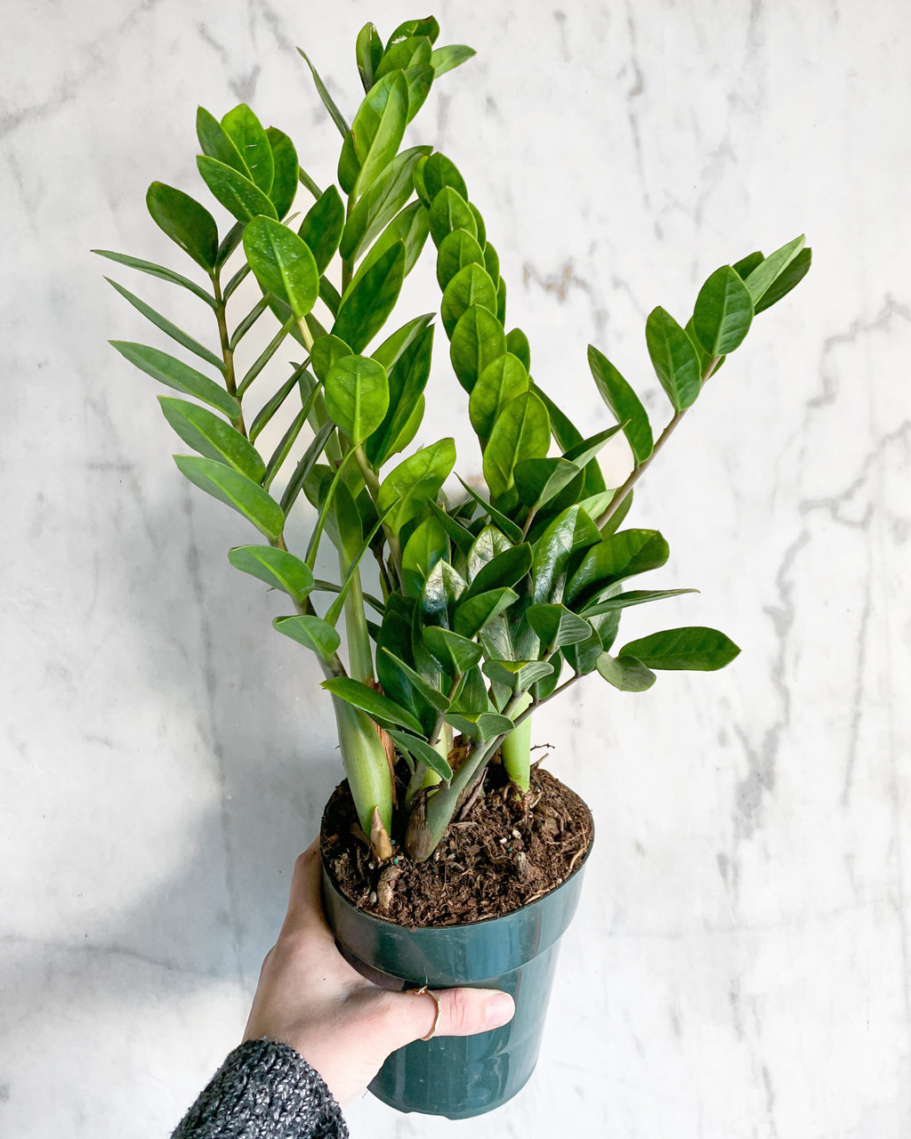 United Nursery ZZ Plant Zamioculcas Zamiifolia Zanzibar Gem Easy Care Low  Light Live Plant 6 inch Premium Sustainable Ecopots Grey Pot ZZ6SHGRY - The  