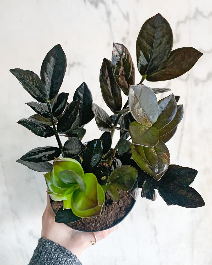 Zamioculcas Zamiifolia 'ZZ Raven'