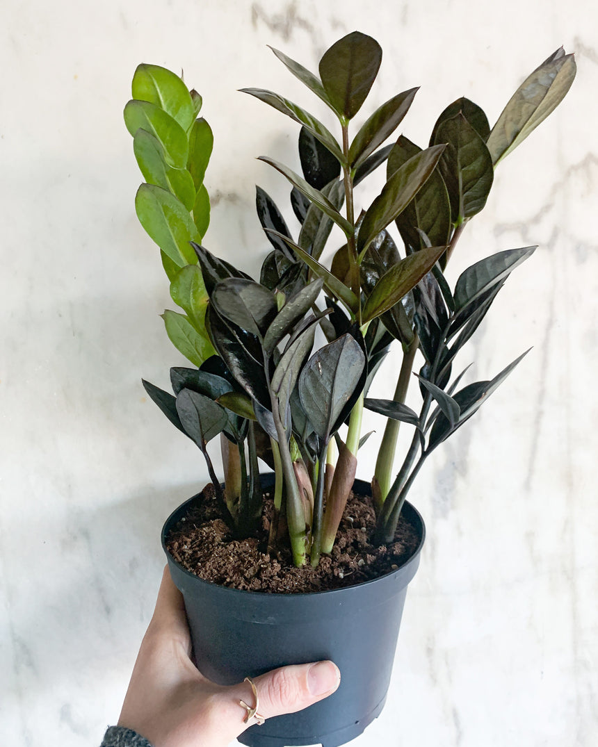 Zamioculcas Zamiifolia 'ZZ Raven'