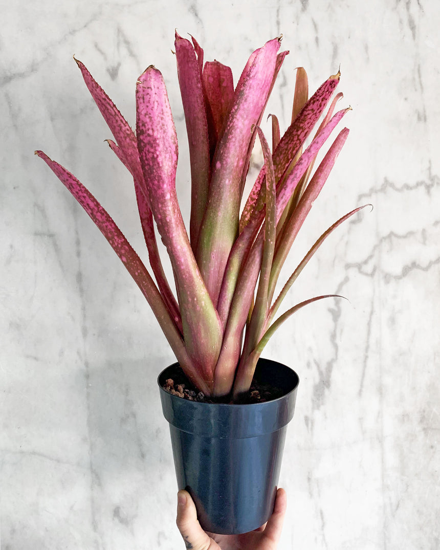 Billbergia Hallelujah