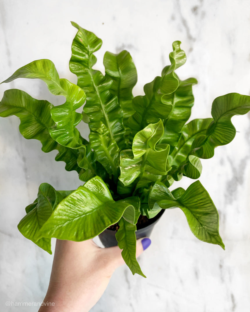 Crispy Wave Fern
