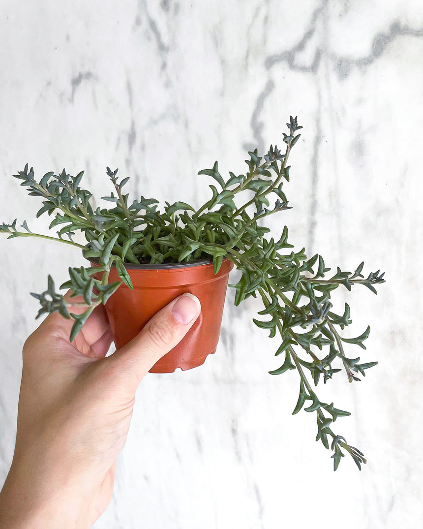 Senecio peregrinus 'String of Dolphins'