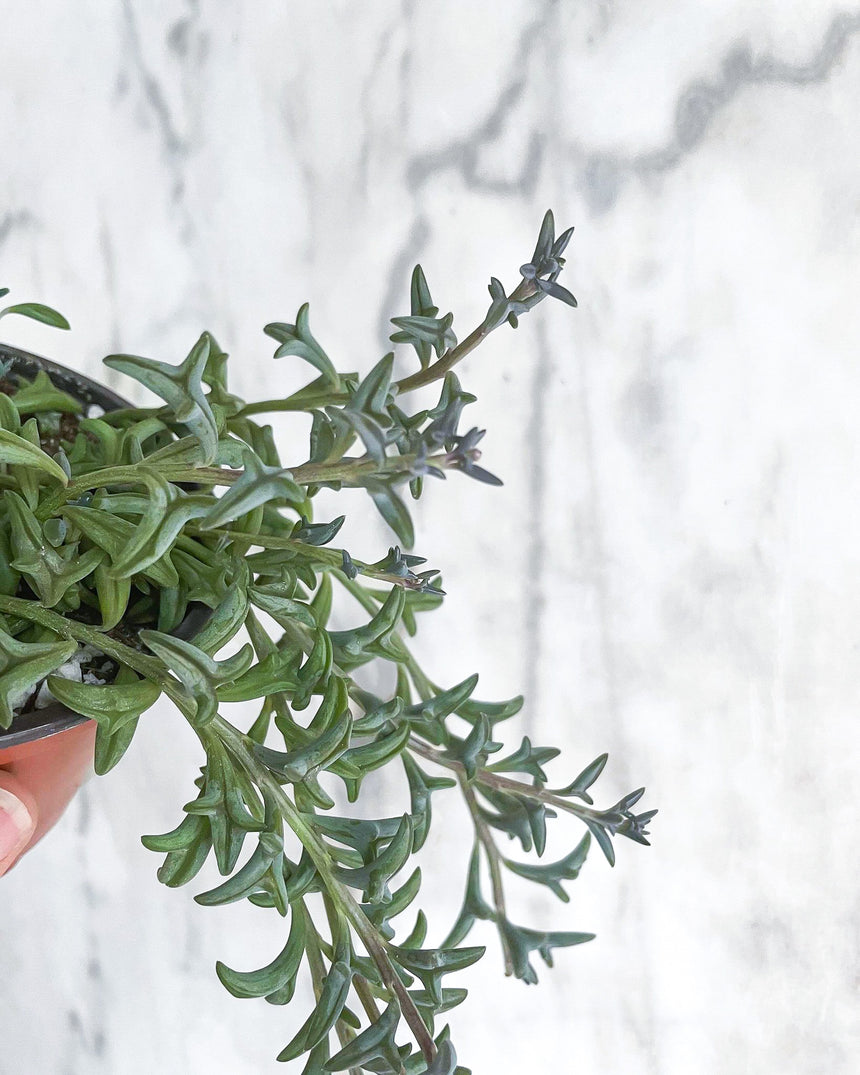 Senecio peregrinus 'String of Dolphins'
