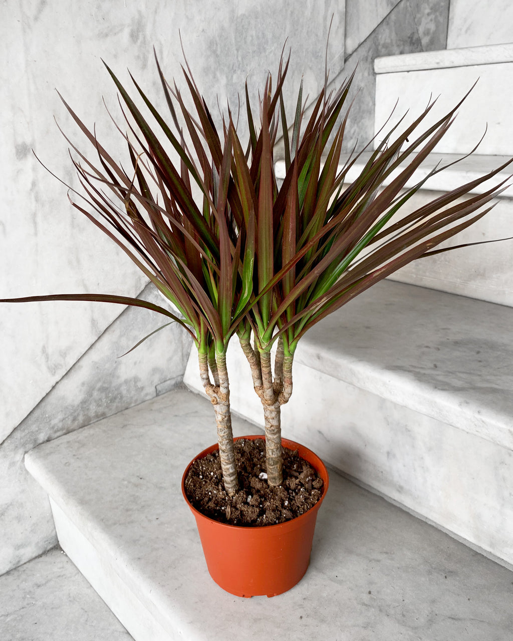 dracaena unguento Dracaena Marginata Magenta