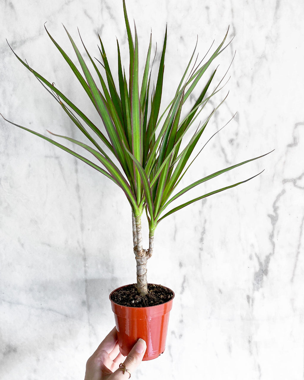 dragon palm plant Dracaena Marginata Magenta – Hammer + Vine