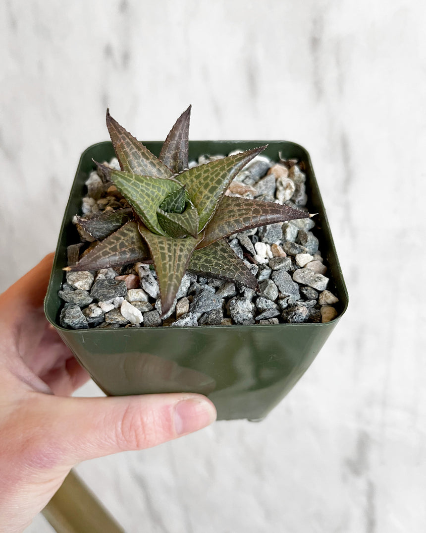 Haworthia tessellata succulent with triangular patterned leaves in star-shaped rosette