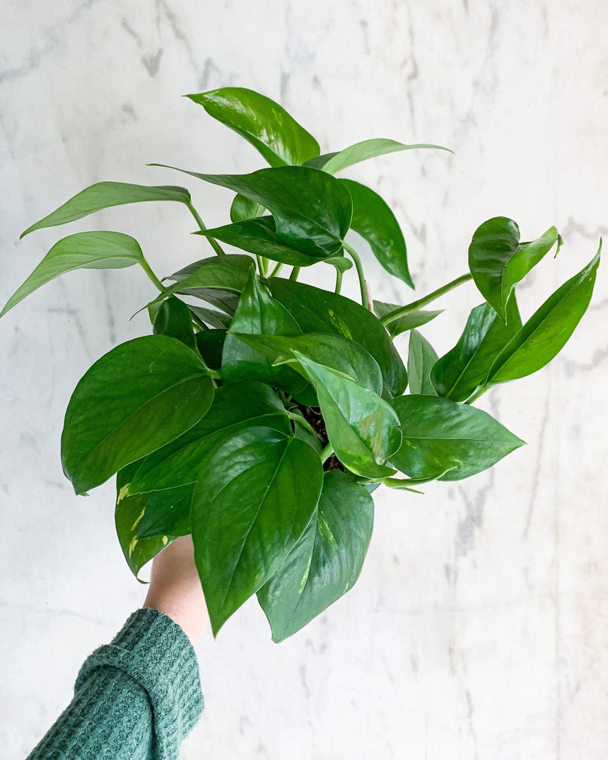Trailing Pothos plant with green heart-shaped leaves in a hanging pot