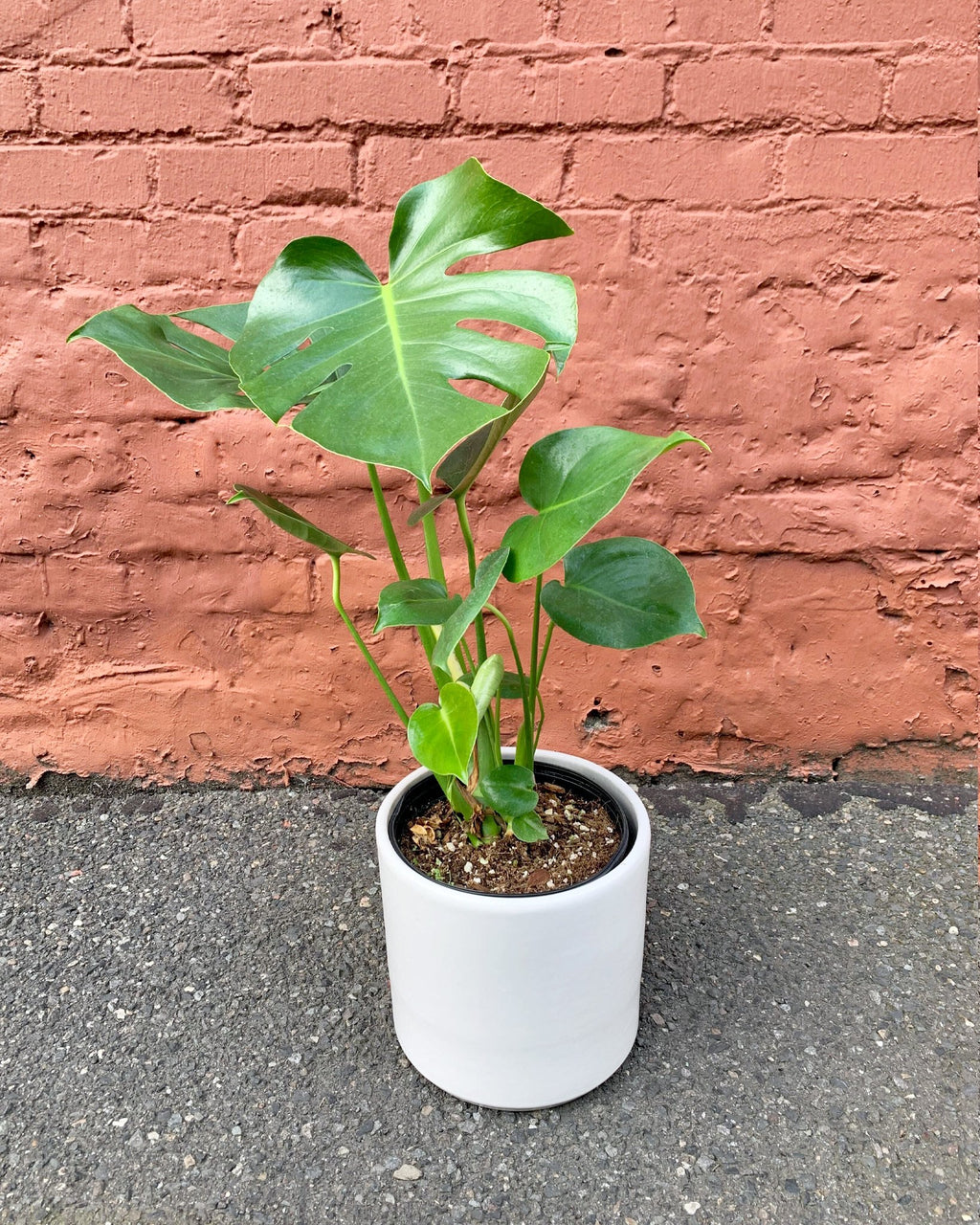 monstera deliciosa by garmi Monstera – Deliciosa