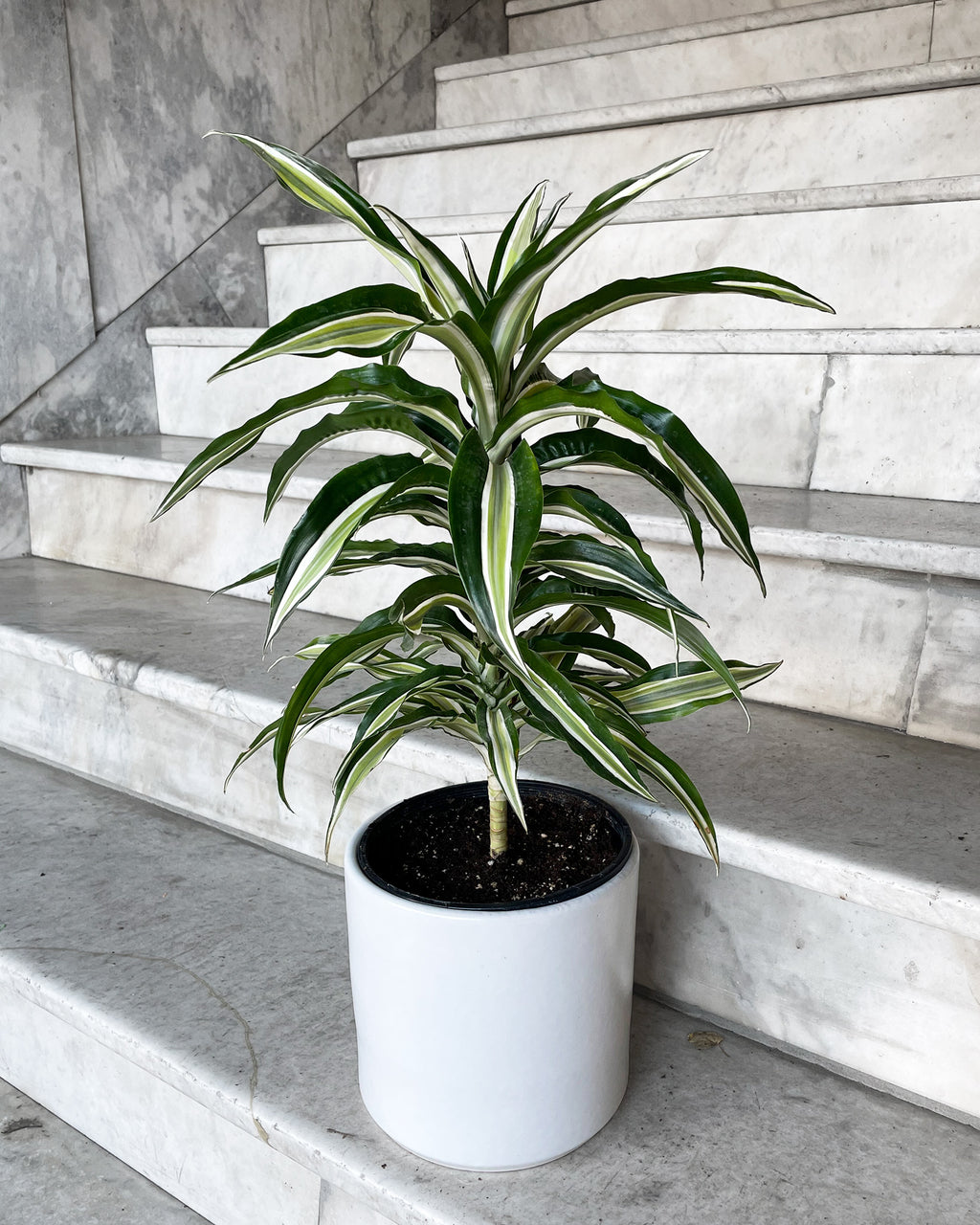 Dracaena 'White Jewel'