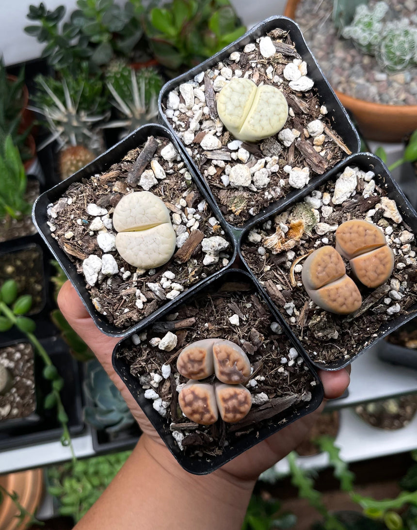 Lithop