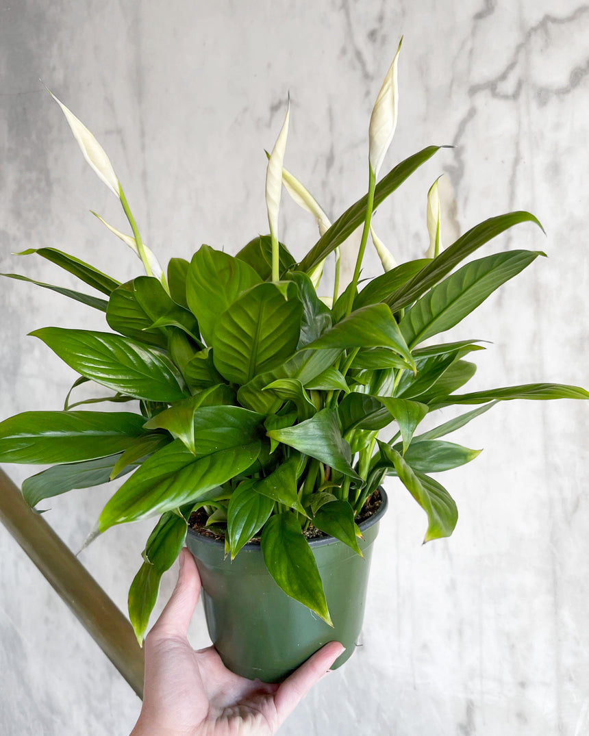 Spathiphyllum 'Peace Lily'
