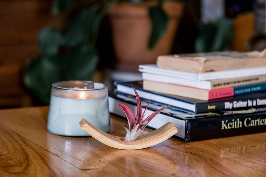 Mini U-Bend Air Plant Hanger