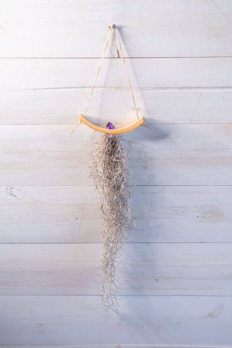 Mini U-Bend Air Plant Hanger