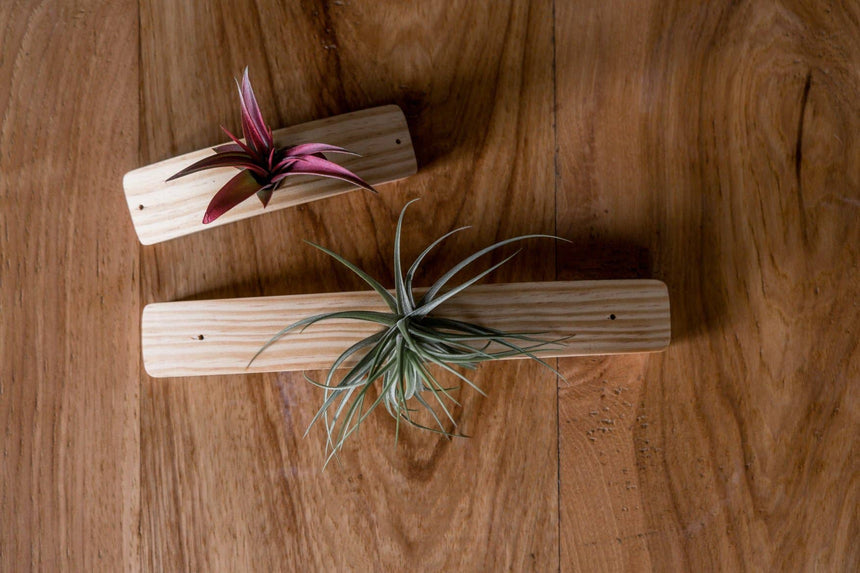 Mini U-Bend Air Plant Hanger