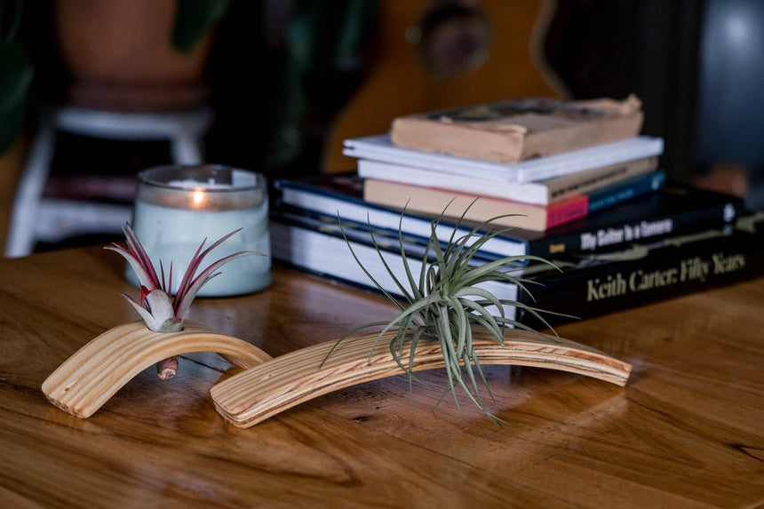 Mini U-Bend Air Plant Hanger