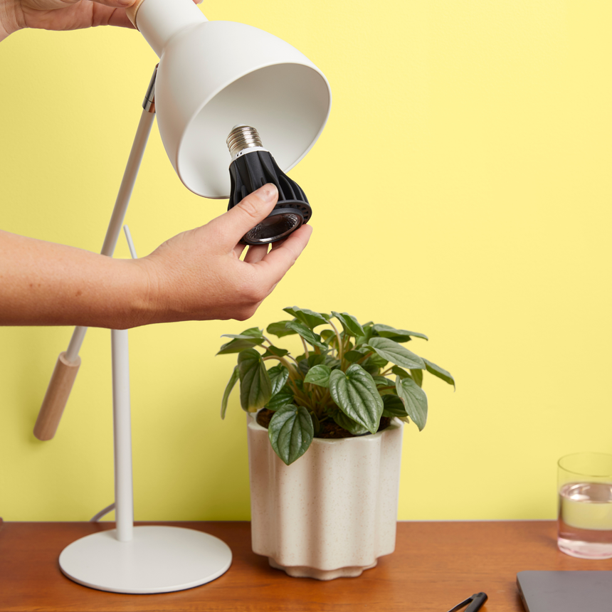 light bulbs for growing plants indoors Instant Sun Grow Bulb