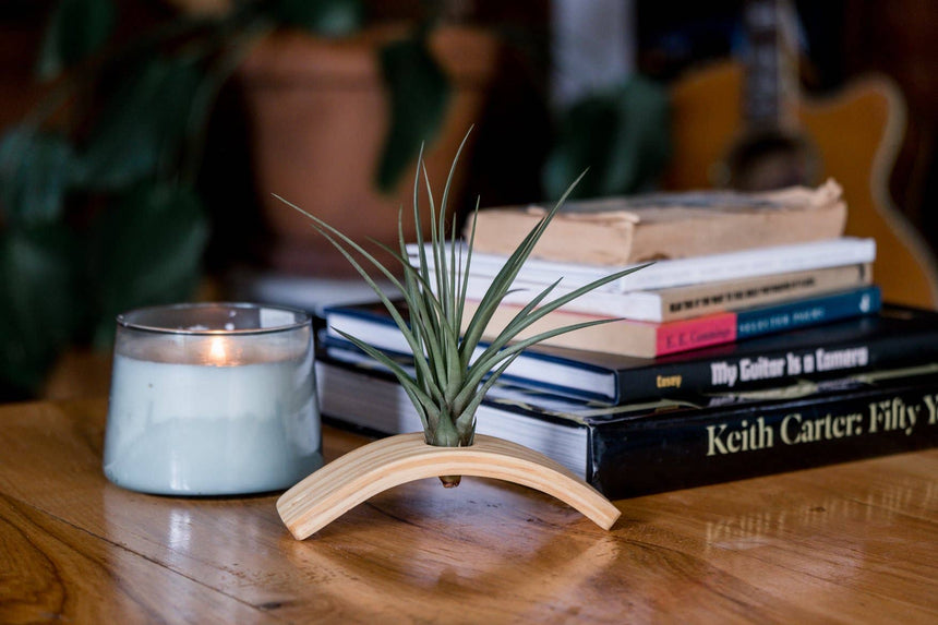 Mini U-Bend Air Plant Hanger