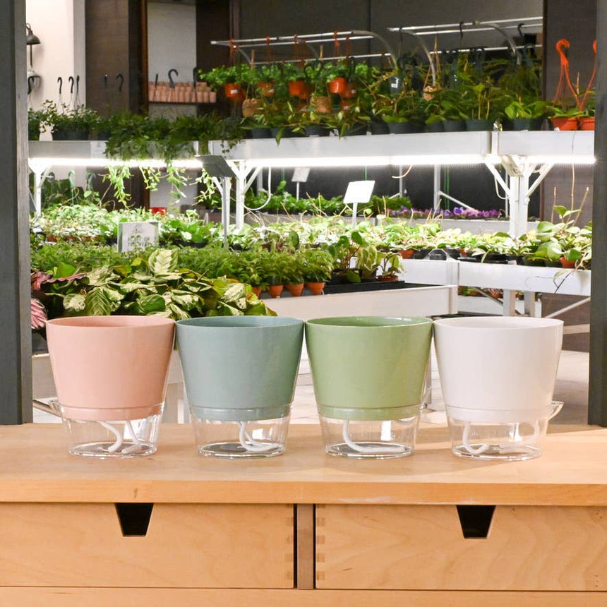 Padua Self-Watering Planter 6"