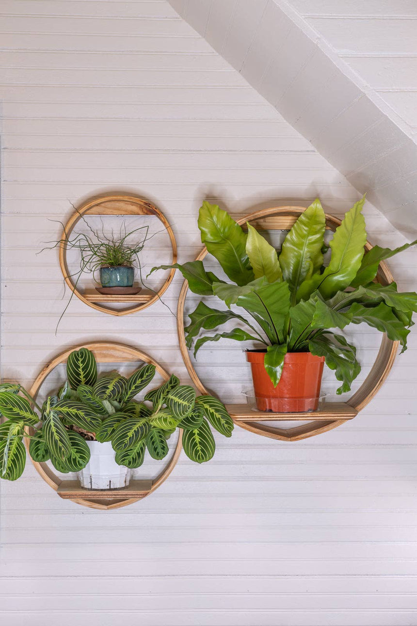 Local Made Ceramic Planters