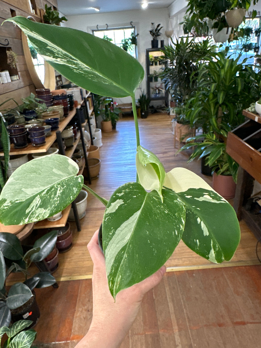 Variegated Monstera Deliciosa Albo