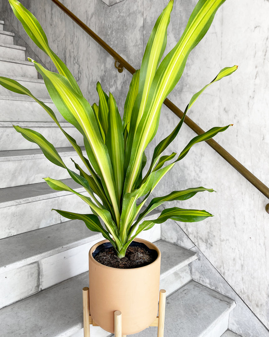 Dracaena Golden Heart