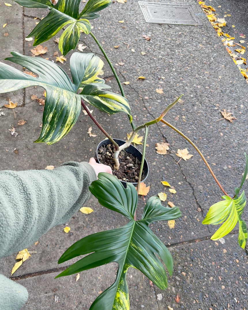Variegated Philodendron Bipennifolium 'Florida Beauty' OOAK