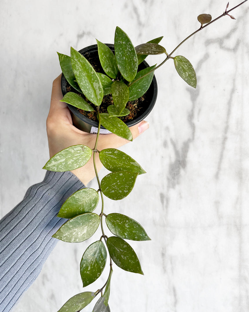 Hoya Gracilis 'Memoria"