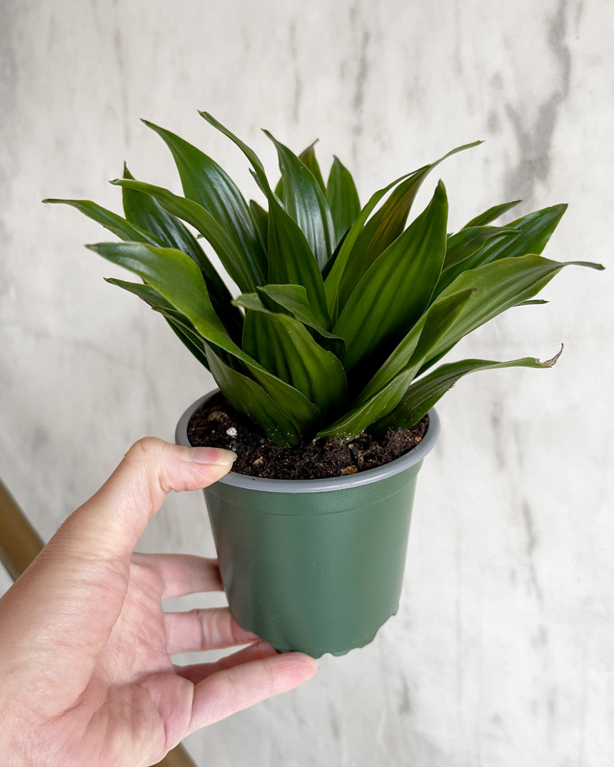 Dracaena 'Janet Craig'