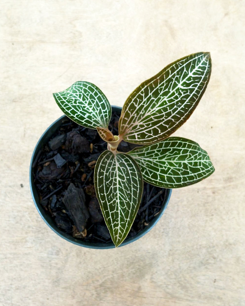 Jewel Orchid Ludochilus 'Poly'
