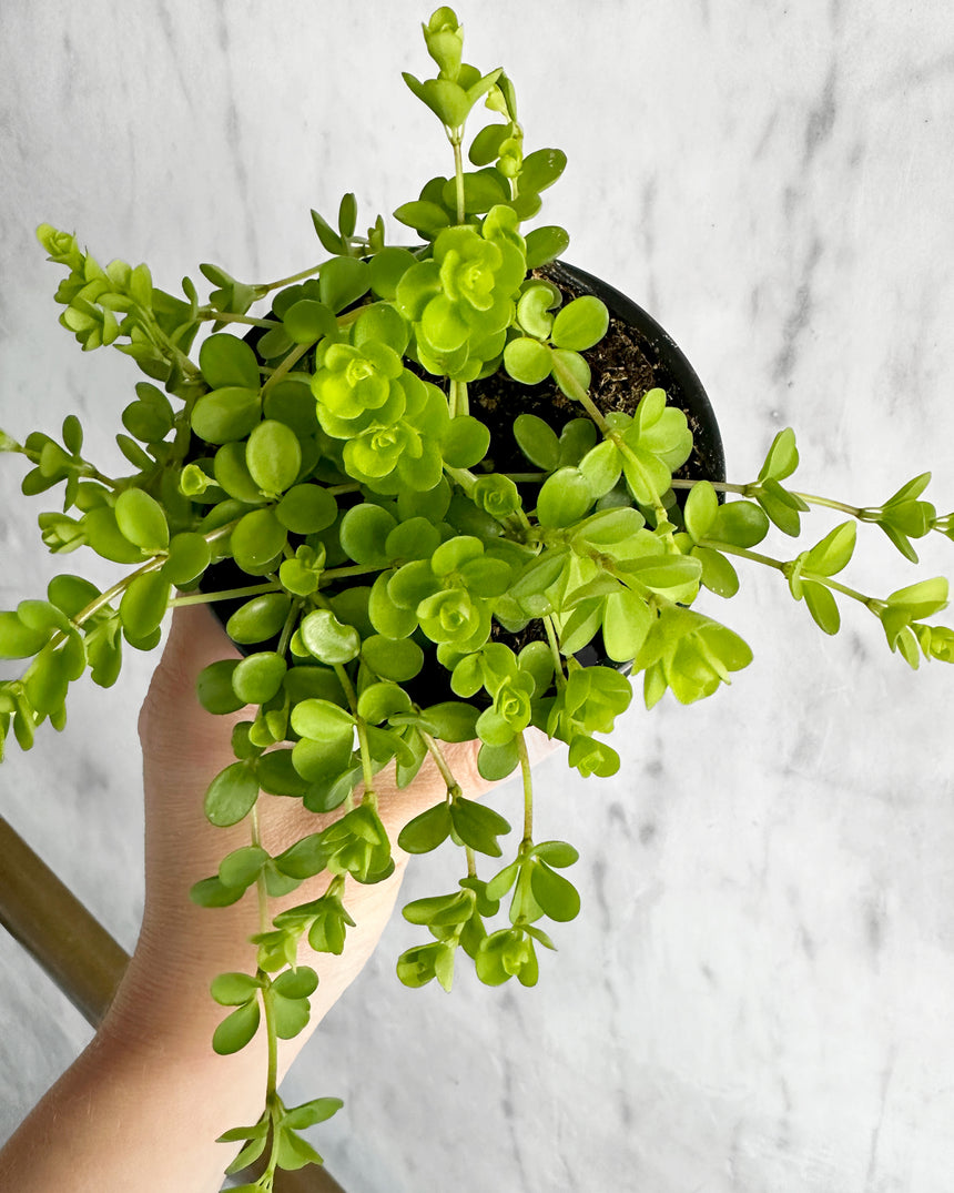 Hand-Mixed Houseplant Soil – 1 Gallon