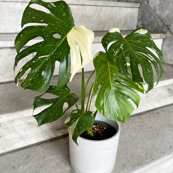 monstera thai constellation near me Monstera Thai Constellation