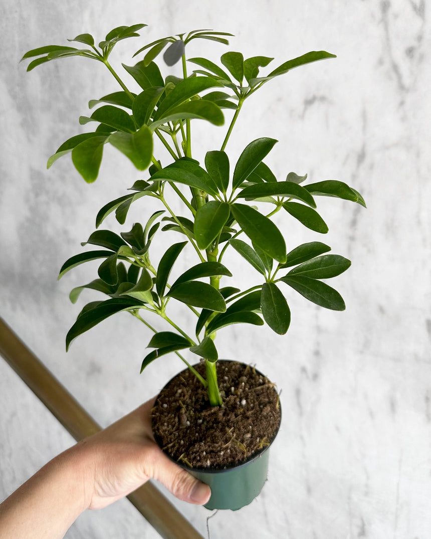 schefflera arboricola 'umbrella Schefflera Arboricola 'Umbrella Tree'