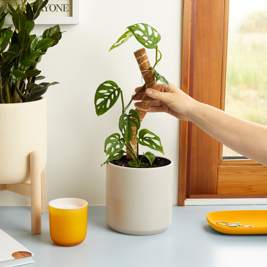 coconut coir for indoor plants We The Wild