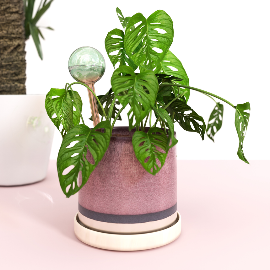 mini skef water globes for monstera deliciosa We The Wild Self-Watering Plant Globes