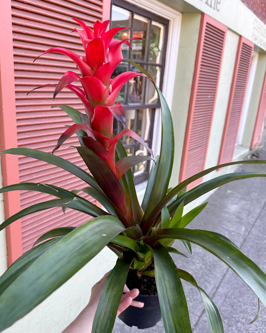 Bromeliad Guzmania Red Flower w/pups *SECONDS*