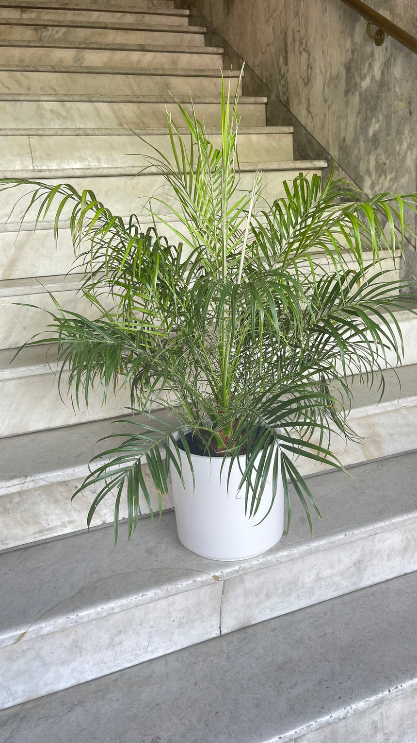 Roebeleni Palm