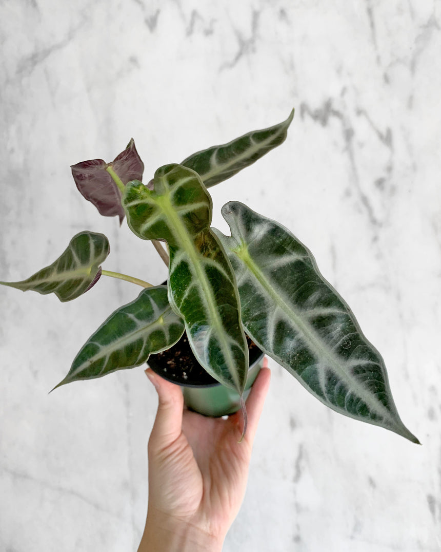 Hand-Mixed Houseplant Soil – 1 Gallon