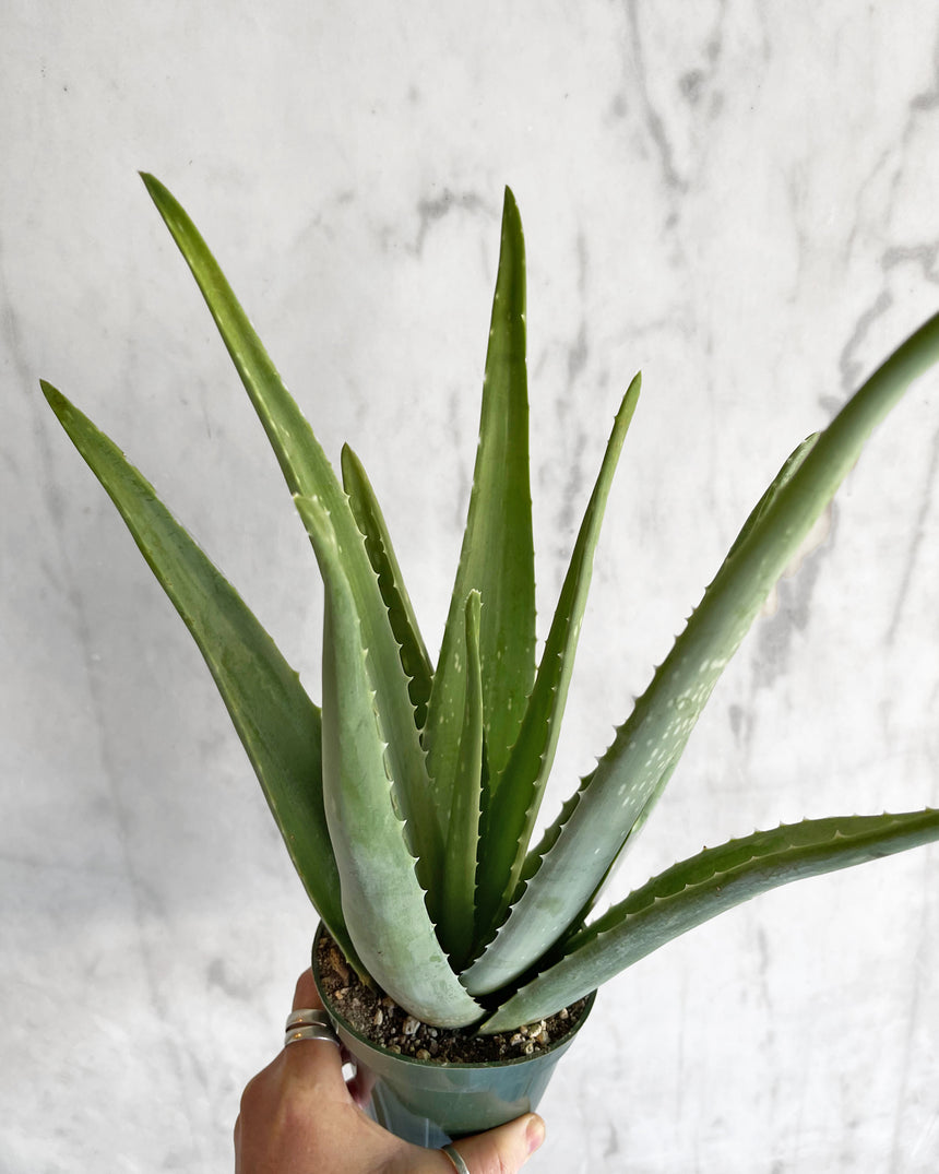 Aloe Vera