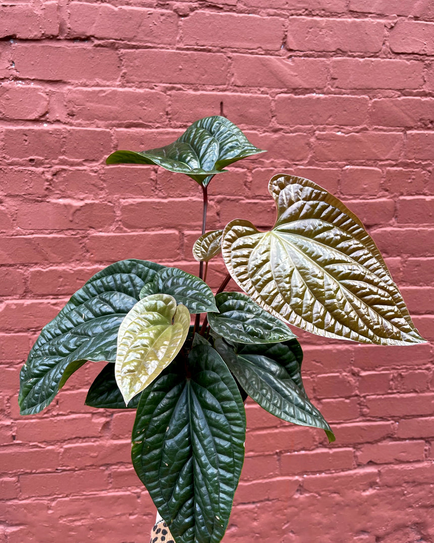 Hand-Mixed Houseplant Soil – 1 Gallon