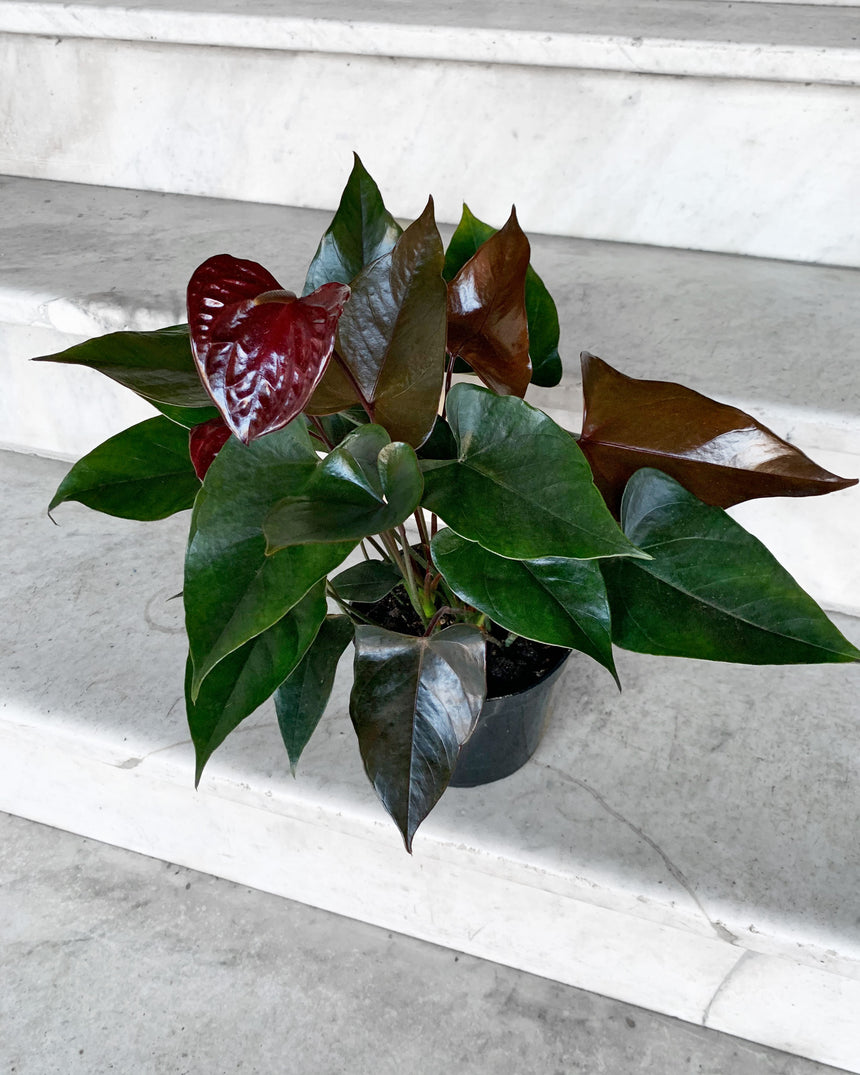 Anthurium 'Black King'