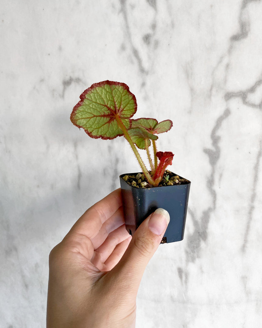Begonia 'Fire Flush'