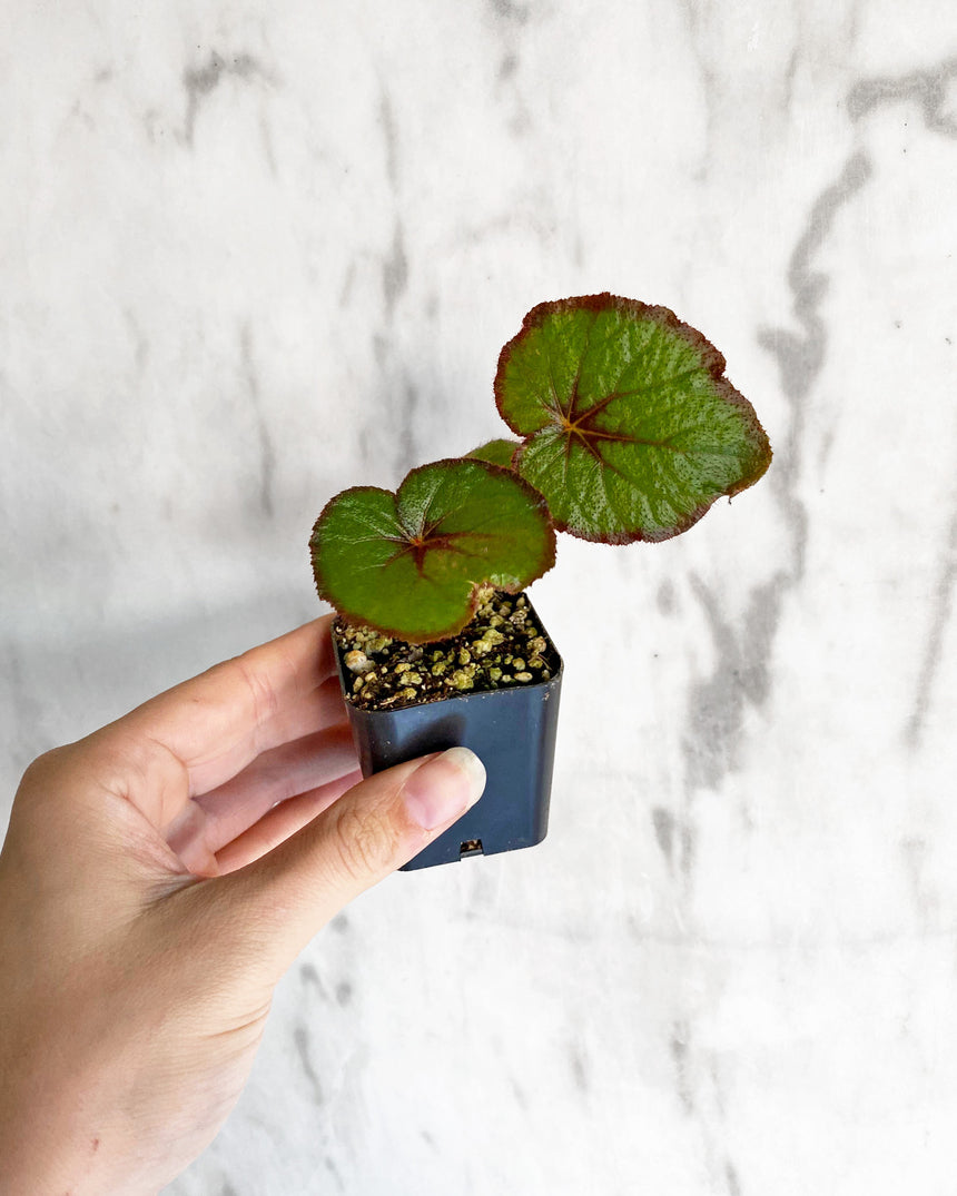 Begonia 'Fire Flush'