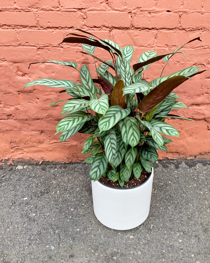 Ctenanthe Setosa