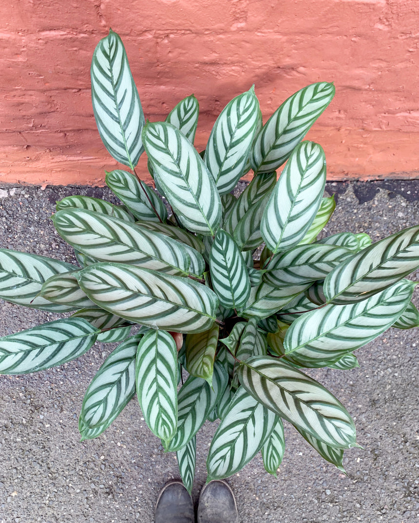 Ctenanthe Setosa