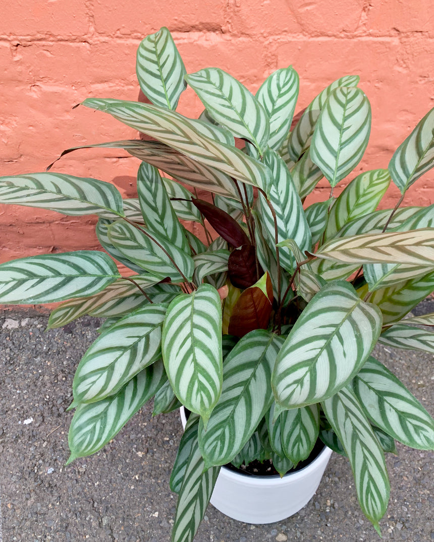 Ctenanthe Setosa