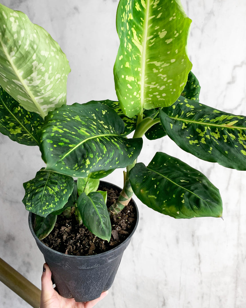 Dieffenbachia 'Reflector' 8"