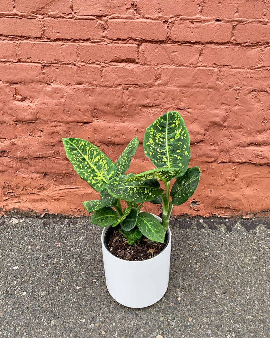 Dieffenbachia 'Reflector' 8"