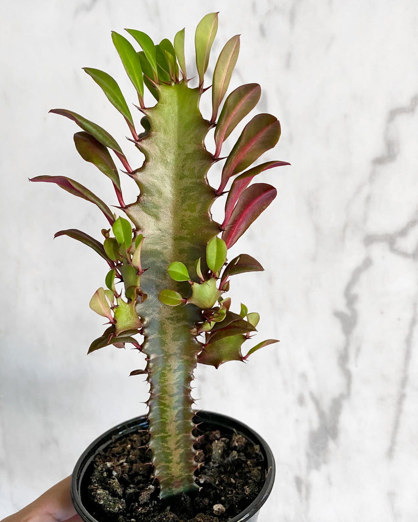 Euphorbia Trigona Rosie