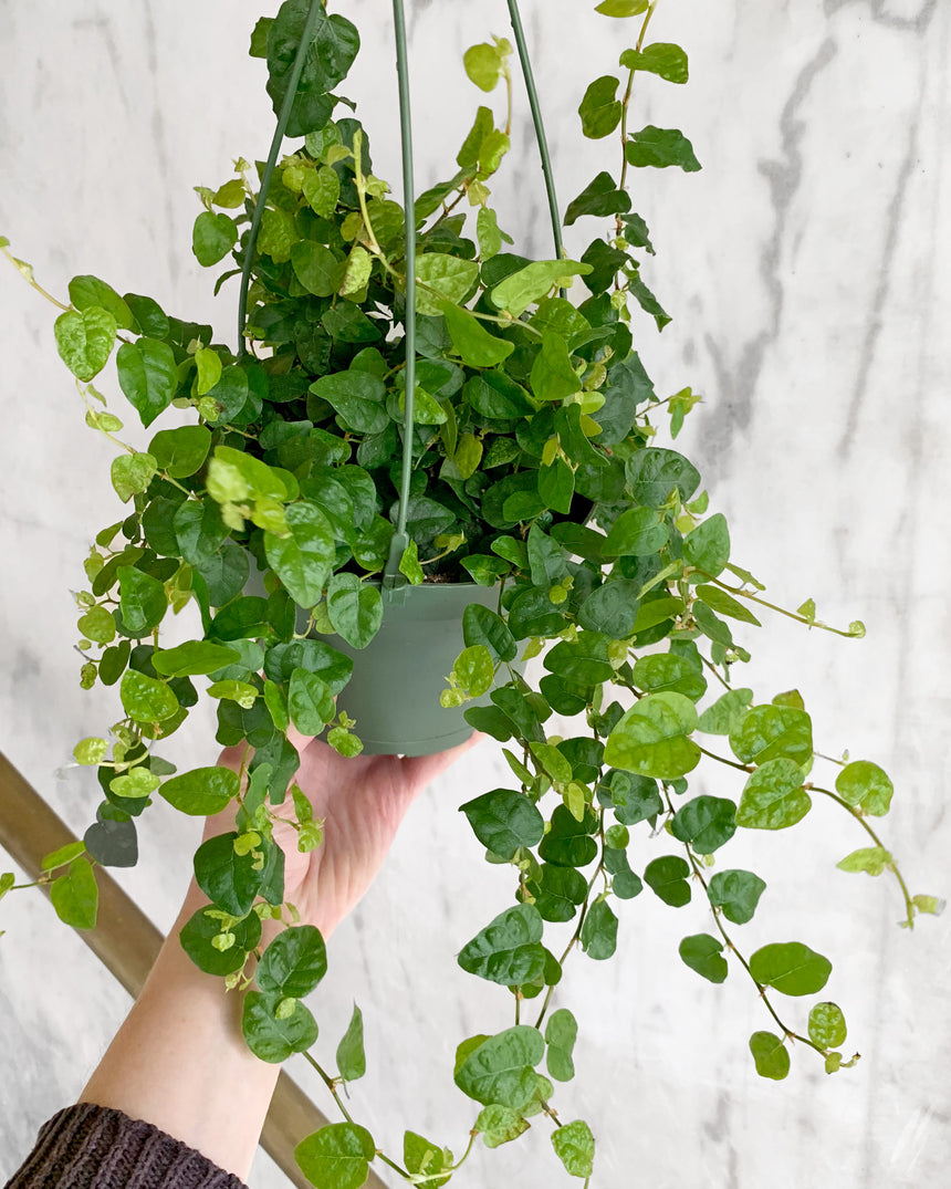 Ficus Repens 'Creeping Fig'